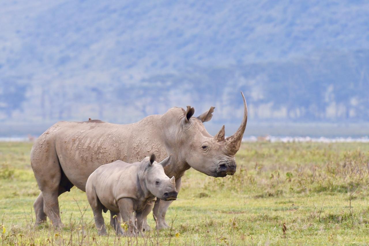 Mbweha Camp Lake Nakuru Elmenteita Eksteriør billede