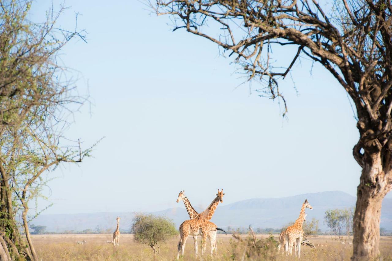 Mbweha Camp Lake Nakuru Elmenteita Eksteriør billede